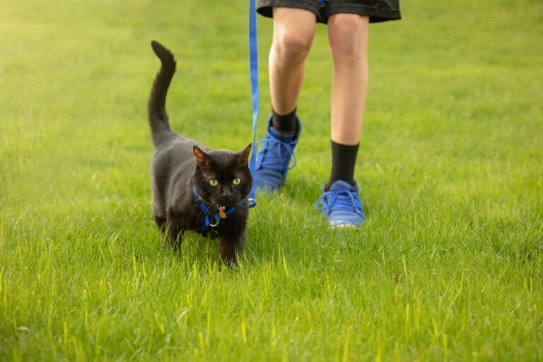 Gato que passeia