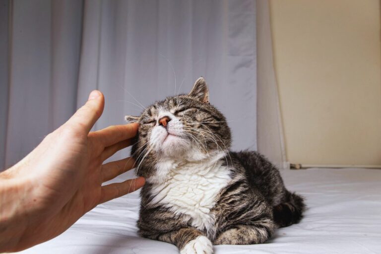 Gato veterano em casa