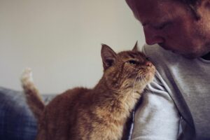 Gatos carinhosos