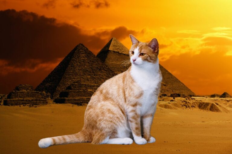 Gatos domesticados