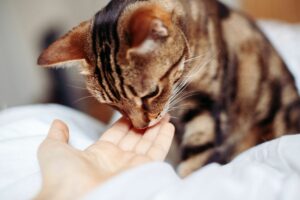 Gatos e Cheiro