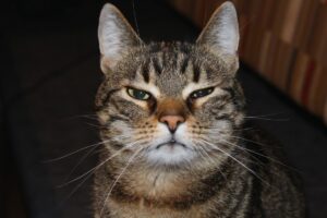 Gatos guardam rancor