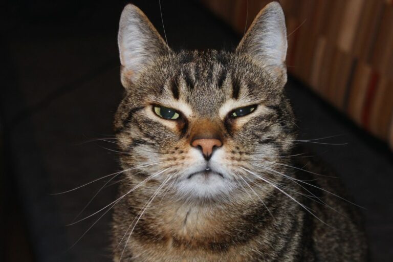 Gatos guardam rancor