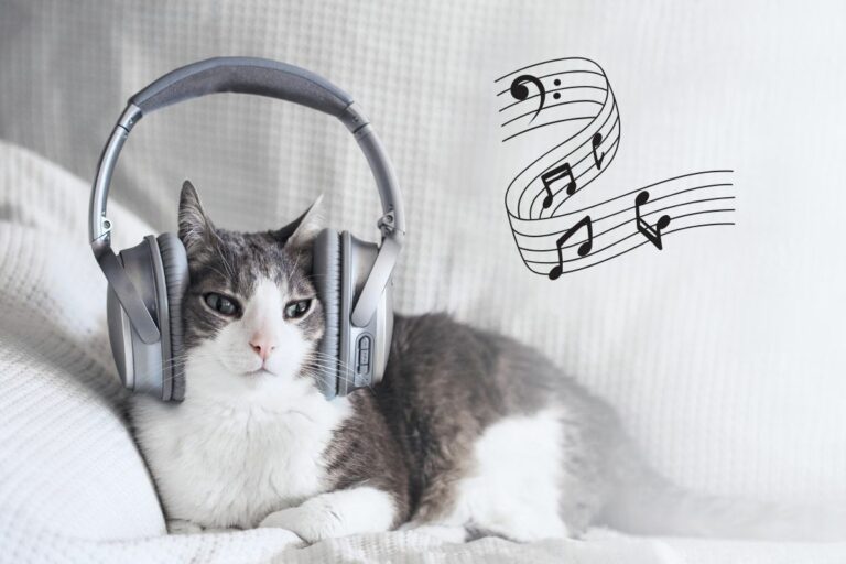 Música para gatos