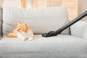 Ouvidos sensíveis do gato