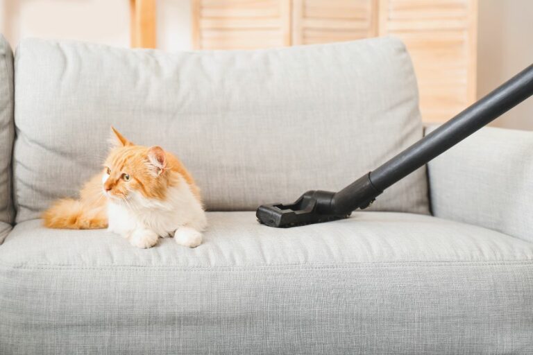 Ouvidos sensíveis do gato