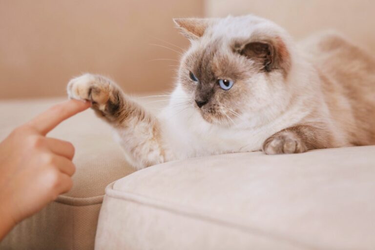 Palavras que o gato entende