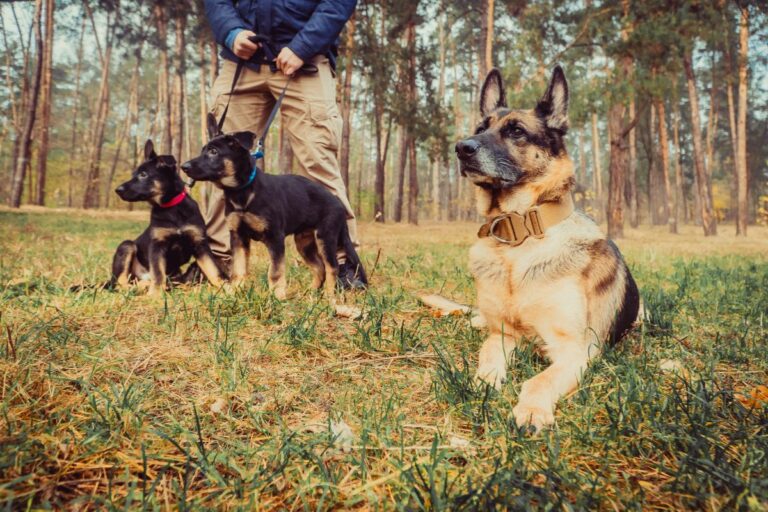 Raças de cães pastores