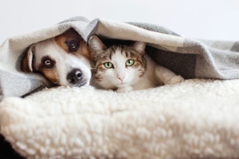 Cachorro ou gato na cama