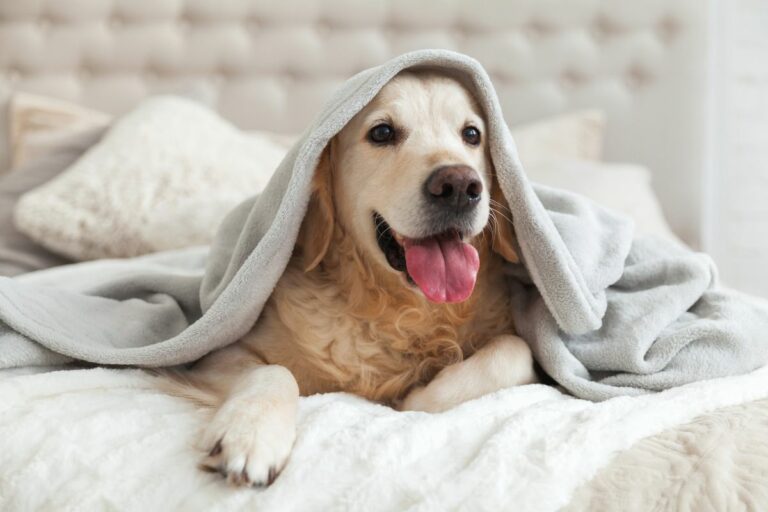 Cachorros no frio