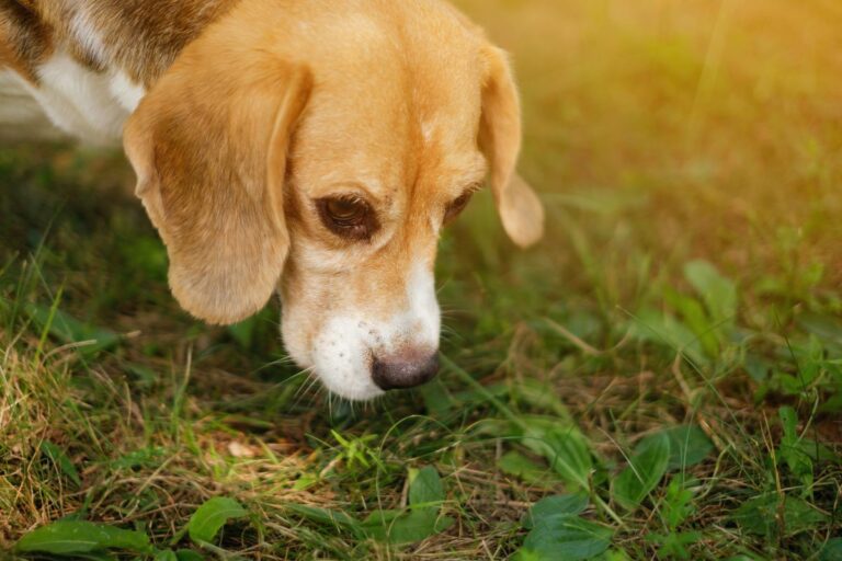 Cachorros pressentem a morte?