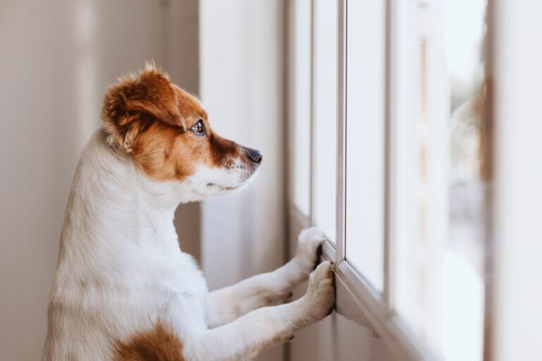 Cachorros têm pressentimentos