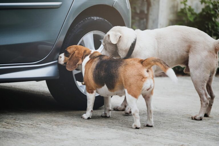 Cães cheiram antes de fazer xixi