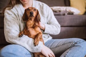 Cães no lugar de filhos
