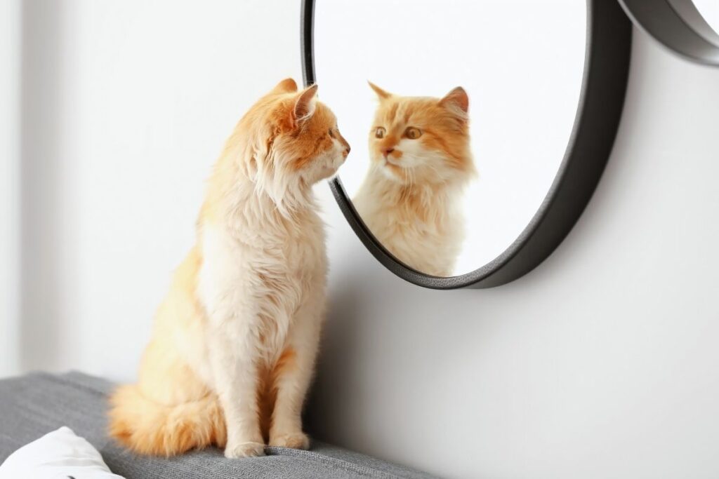 Gato e espelho
