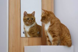 Gato e espelho