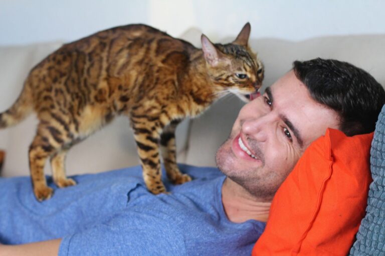 Gato lambendo seu cabelo