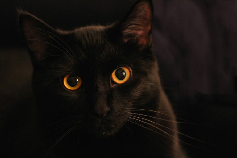 Gato preto: dá azar mesmo?