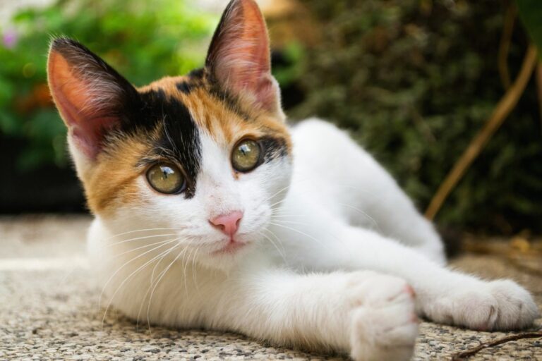 Gato vê fantasmas?