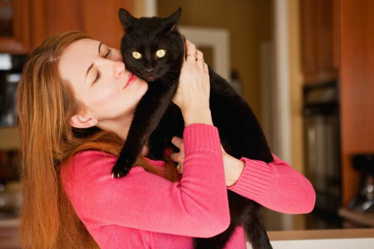 Gatos e abraços