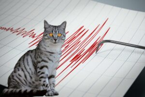 Gatos e terremotos