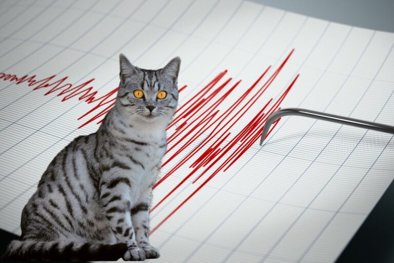 Gatos e terremotos