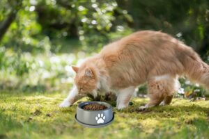Gatos enterram a comida