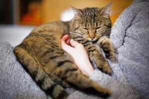 Gatos ronronam só quando estão felizes