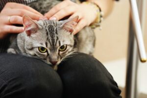Gatos vivem quanto tempo?
