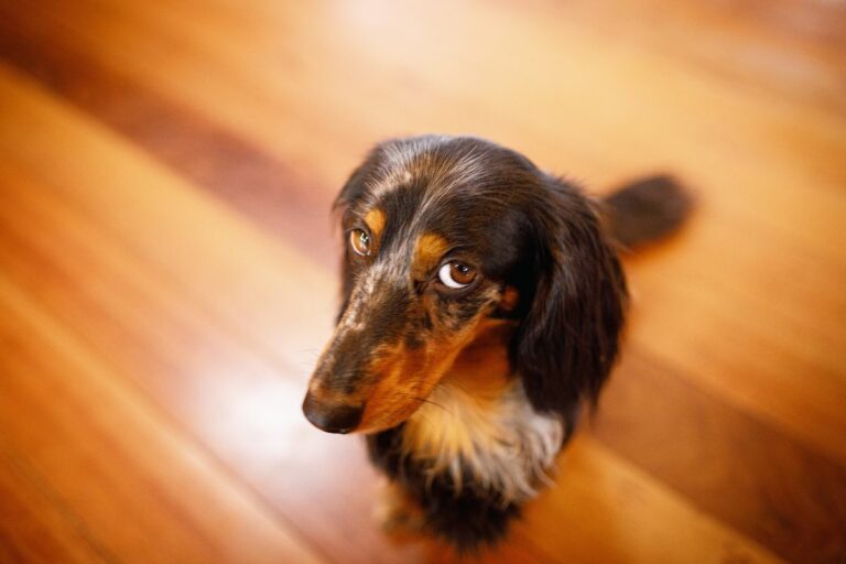 Olhar de culpa canino
