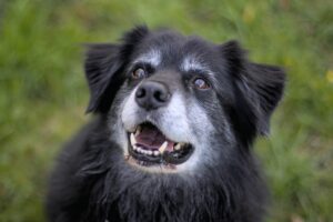 Cachorro Está Envelhecendo