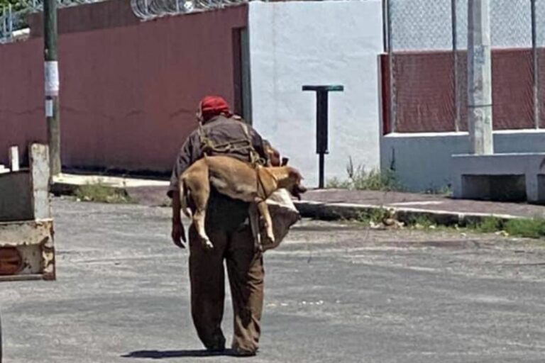 Cachorro no asfalto
