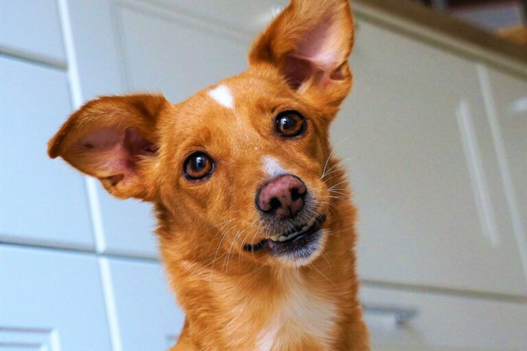 Cães enxergam cores?