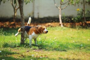 Como ensinar seu cão a fazer xixi no lugar certo