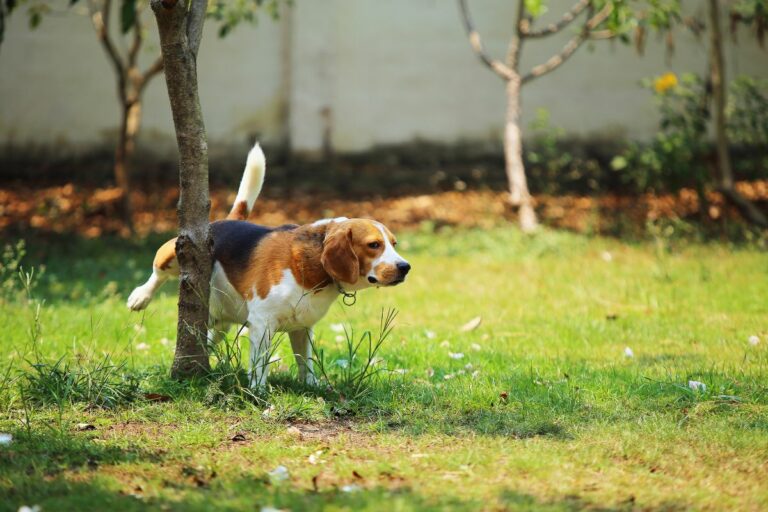 Como ensinar seu cão a fazer xixi no lugar certo