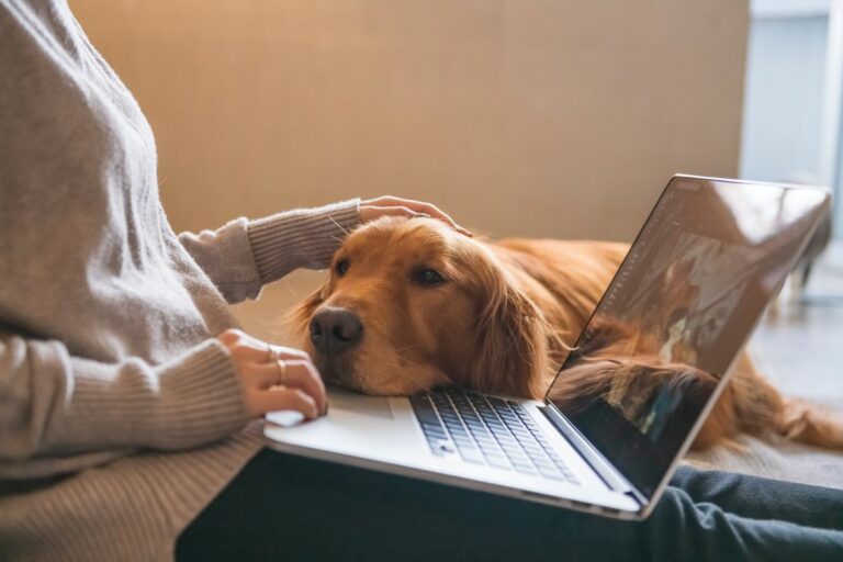 Como seu cão escolhe você