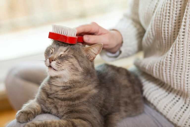 Escova de gato