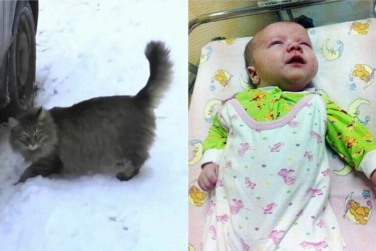 Gata heroína