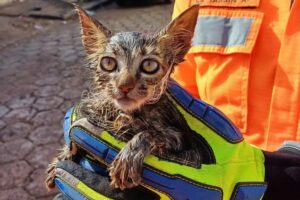 Gatinha resgatada