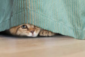 Gato antissocial com visitas