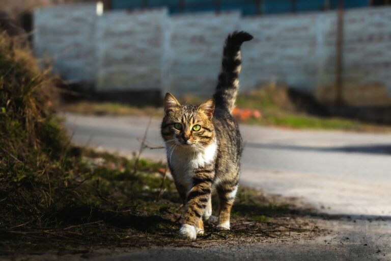 Gato com cauda levantada