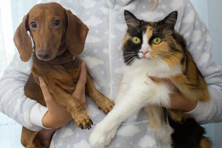 Gato ou cachorro