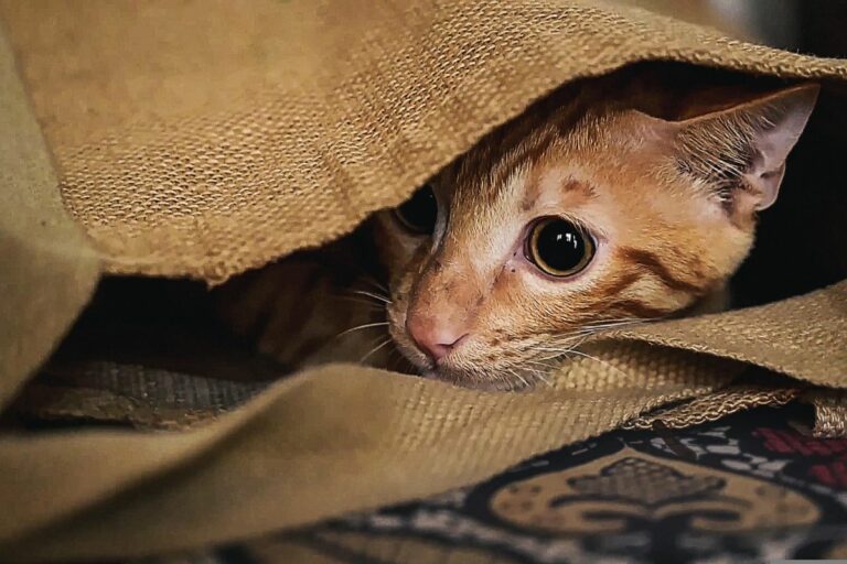 Gato se esconde do nada?