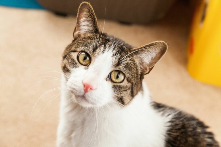 Gato te encara?
