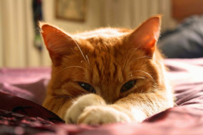 Gatos carinhosos