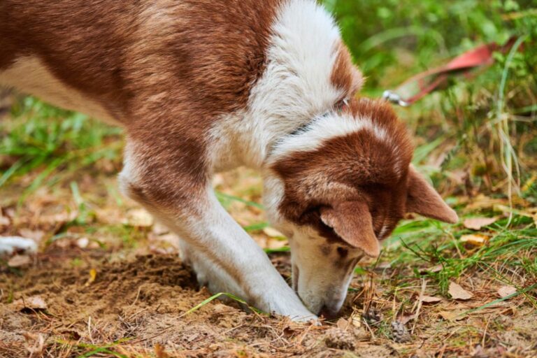 Meu cão está comendo terra