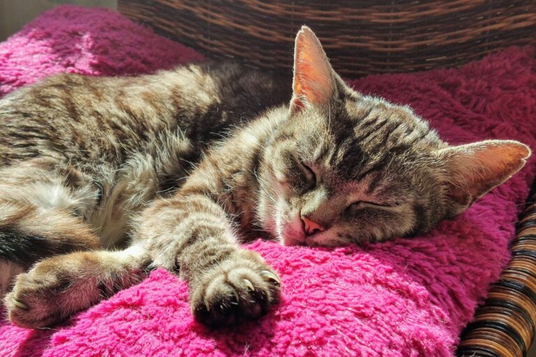 Meu gato idoso dorme demais