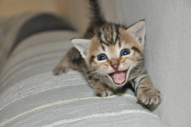 Miado de gato