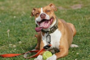 Pitbulls