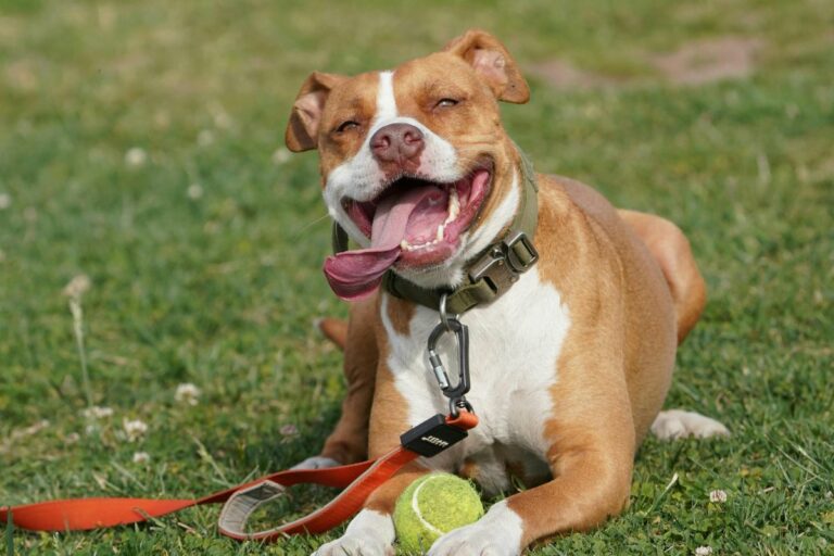 Pitbulls